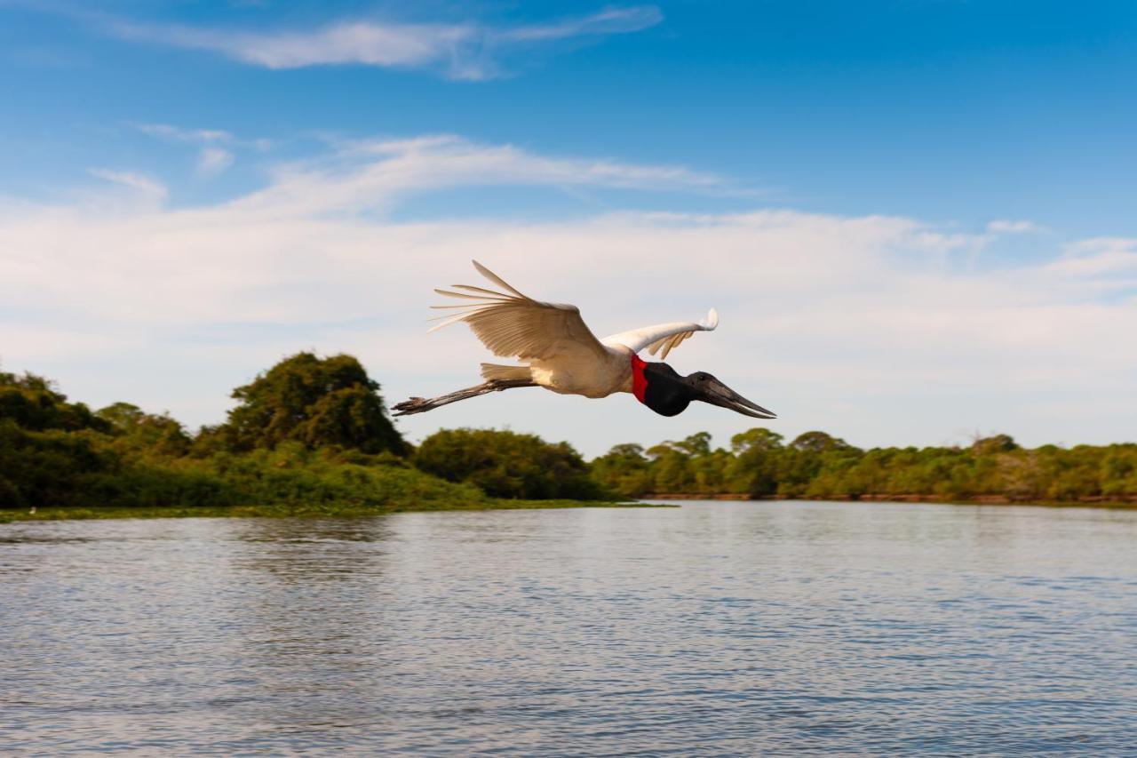 Pousada Rio Claro Poconé エクステリア 写真